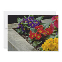 Primroses flowers invite