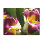 primroses postcards