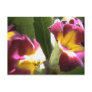 primroses postcards