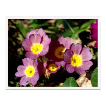 Primroses posters by photomorgana Primroses posters