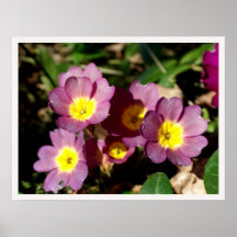 Primroses Print