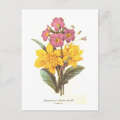 Primula and daffodils post card
