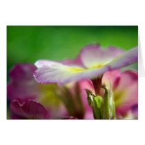Primula cards