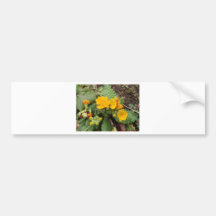 Primula Crescendo Golden Bumper Stickers
