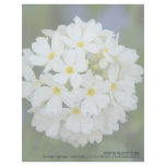 Primula Denticulata Customized Letterhead