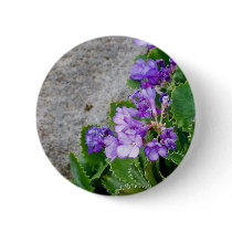 Primula marginata buttons