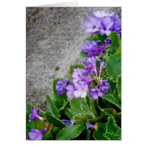Primula marginata cards
