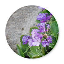 Primula marginata magnets