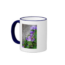 Primula marginata mugs