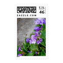 Primula marginata postage