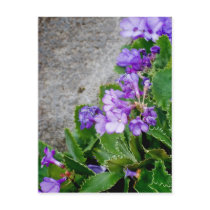 Primula marginata postcards