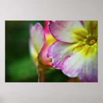 Primula Petals print posters
