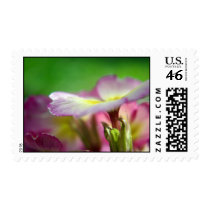 Primula stamps