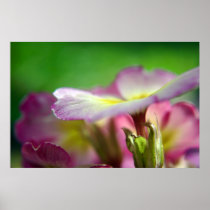 Primula print posters