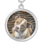 mutts, mutt, dog, rescue, pit, bull