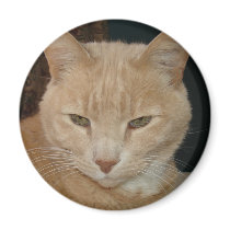 Prince magnet by Jack_of_Arts Prince magnet