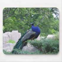 Princely Peacock mousepads by Deconstruction Princely Peacock mousepads