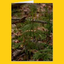 Princess Pine Card cards