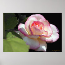Princess Rose Poster