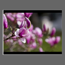 Princeton Purple Tree Flower postcards
