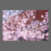 Princeton Tree Flowers posters