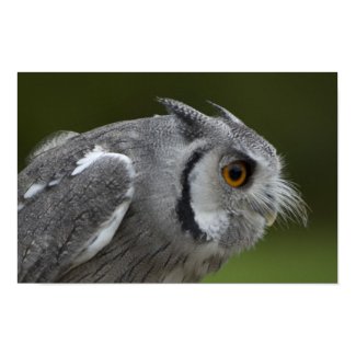 Print - Baby Grey Owl print