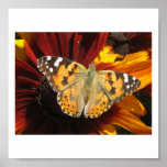 Print Butterfly