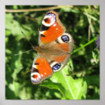 Print Butterfly