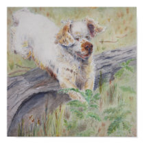 print - Captivating - Clumber Spaniel