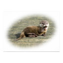 Print - Cute Baby Otter Yawning print
