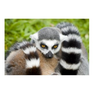 Print - Cute Lemur Stripey Tail print
