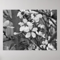 Print - Delicate Blossoms 3623 posters