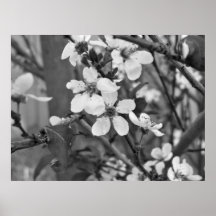 Print - Delicate Blossoms 3623