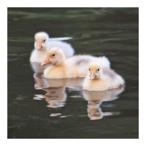 Print: Goslings print