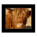 Print - Highland Cattle