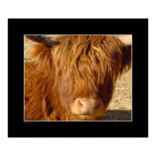 Print - Highland Cattle print