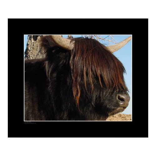 Print - Highland Cattle print