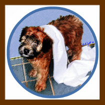 PRINT: "It Wasn't Me!" by wheatenterrier PRINT: "It Wasn't Me!"