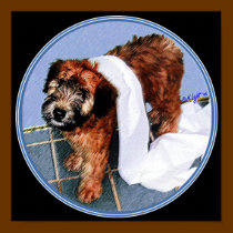 PRINT: "It Wasn't Me!" by wheatenterrier PRINT: "It Wasn't Me!"