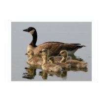 Print / Lesser Canada Goose Brood by moxieann Print / Lesser Canada Goose Brood