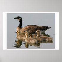 Print / Lesser Canada Goose Brood Poster