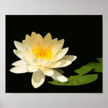 Print of Yellow Waterlily on Black Background