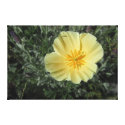 Print on Stretched Canvas, Yellow California Poppy Canvas Prints
