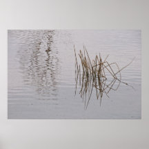 Print: Reed Reflections