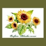 Print, Sunflower Bouquet posters