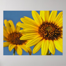 Print: Sunflowers