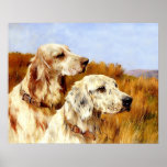 Print: Two Setters by Arthur Wardle