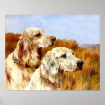 Print: Two Setters by Arthur Wardle