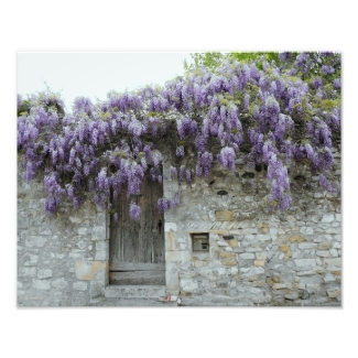 PRINT - Wisteria Viviers France