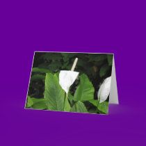 Pristine Beauty - Kauai, Hawaii cards
